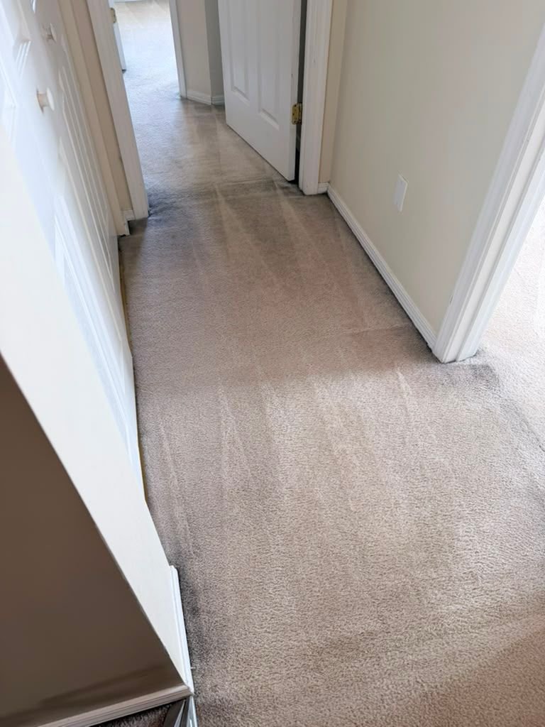 A hallway carpet mid-clean, showing the contrast between the soiled and freshly extracted sections